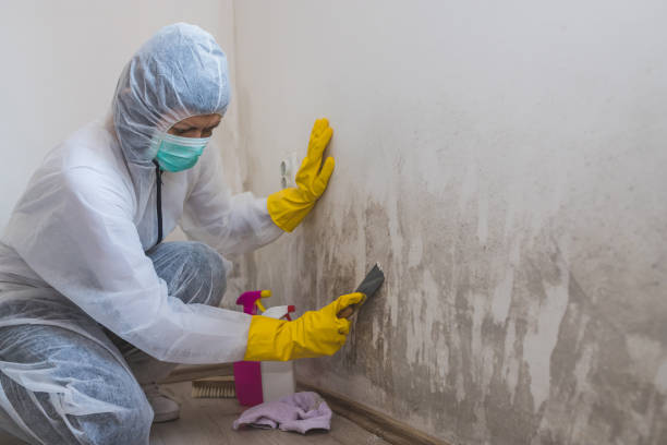 Best Home Mold Removal  in Kitty Hawk, NC