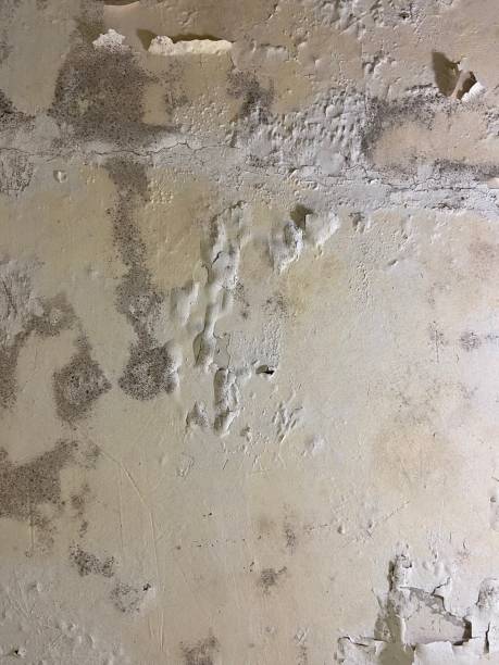 Trusted Kitty Hawk, NC Mold Removal Experts