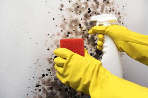 Best Emergency Mold Removal  in Kitty Hawk, NC