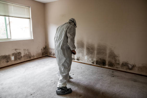 Best Crawl Space Mold Removal  in Kitty Hawk, NC