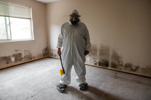 Best Toxic Mold Removal  in Kitty Hawk, NC