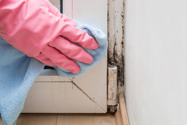 Best Black Mold Removal  in Kitty Hawk, NC